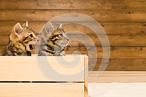 Two striped kittens sitting in a wooden box on the background of a wooden wall