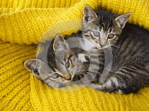 Two striped kittens are wrapped in a yellow knitted scarf. Seals play.