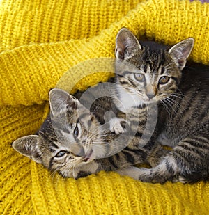 Two striped kittens are wrapped in a yellow knitted scarf. Seals play.