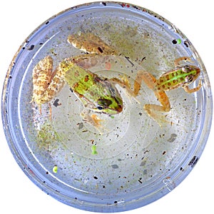 Two striped-patterned frogs swimming in a laboratory jar for scientific experiments isolated on white background