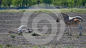 Two striped plains zebras resting in midday heat, one of them lying on the ground, in Etosha National Park, Namibia.