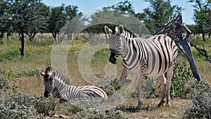 Two striped plains zebras, the young zebra lying on the ground, in Kalahari desert, Etosha National Park, Namibia.
