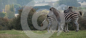 Two striped plains zebras, photographed at Port Lympne Safari Park, Ashford, Kent UK.