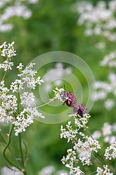Two Striped Shield BugGraphosoma lineatum L. insects mates on white ground elder blossoms in summer