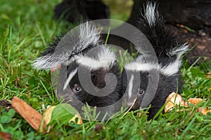 Two Striped Skunk Mephitis mephitis Kits Stand Tails Up Summer