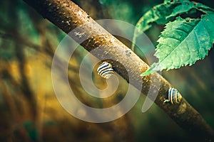Two striped snails on a tree branch close up