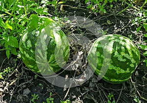 Two striped watermelons ripen in the field. Large striped watermelons in the garden. Watermelons grow in the garden. photo