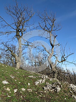 Two strong Trees in Carpatians