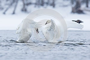 Two strutting trumpeter swans