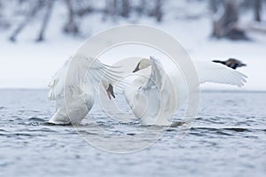 Two strutting trumpeter swans photo