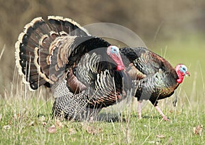 Two Strutting Turkeys