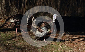 Two Strutting Turkeys