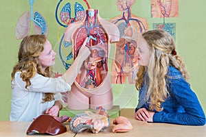 Two students learning model human body in biology