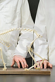 Two students stood with an animal skeleton