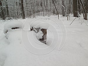 Two stump in the woods, covered with snow. Winter forest.