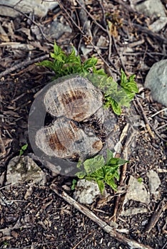 Two stumps with green leaves