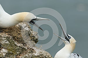 Two stunning Gannet Morus bassanus with their beaks open fighting on the edge of a cliff in the UK.