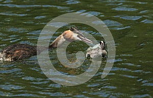 Two stunning Great Crested Grebe Podiceps cristatus swimming in a river. The parent bird is feeding a Crayfish to the baby.