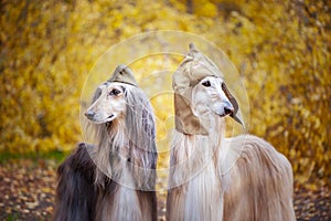 Two stylish Afghan hounds, dogs