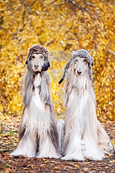 Two stylish Afghan hounds, dogs