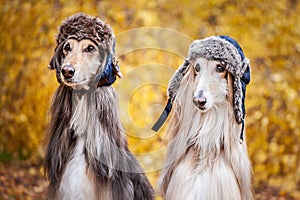 Two stylish Afghan hounds, dogs, in funny fur hats