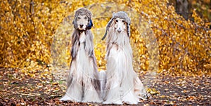 Two stylish Afghan hounds, dogs, in funny fur hats