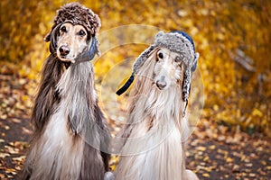 Two stylish Afghan hounds, dogs, in funny fur hats