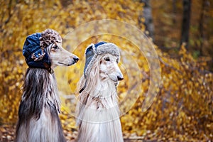 Two stylish Afghan hounds, dogs, in funny fur hats