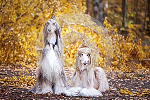Two stylish Afghan hounds, dogs, in a military