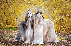 Two stylish Afghan hounds, dogs, in a military cap