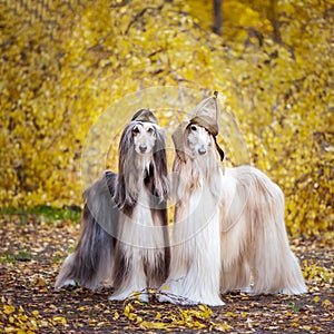 Two stylish Afghan hounds, dogs, in a military cap