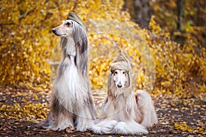 Two stylish Afghan hounds, dogs, in a military cap