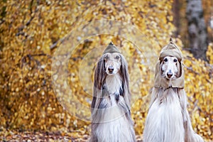 Two stylish Afghan hounds, dogs, in a military cap and field cap