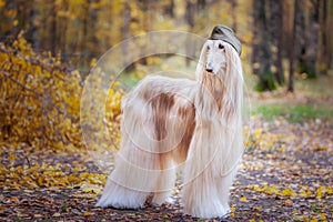 Two stylish Afghan hounds, dogs, in a military cap and field cap