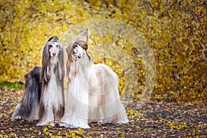 Two stylish Afghan hounds, dogs, in a military cap and field cap against