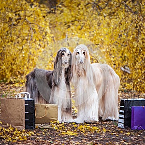 Two stylish Afghan hounds, dogs, with shopping