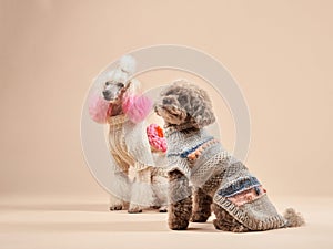 Two stylish poodles model their knitwear, one flaunting pink ear tufts.