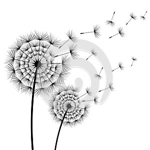 Two stylized flowers dandelions over white