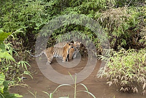 Two subadult tigers are playing in a pool of water at Tadoba Tiger reserve Maharashtra,India