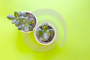 Two succulent flowers in white cups on green background with copy space. Top view plants