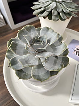 Big succulent plants in white flower pot on white round coffeetable photo