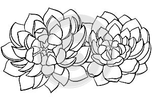 Two succulent plants flowers line art