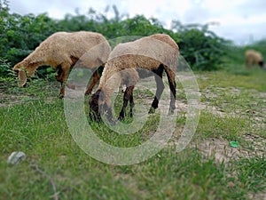 Two Suffolk sheep munching