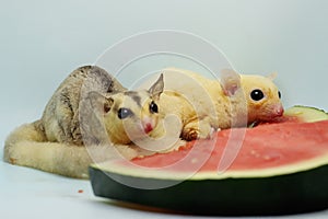 Two sugar gliders are eating watermelon.