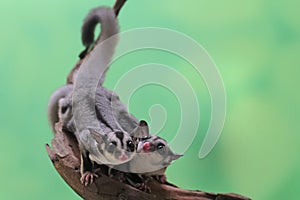 Two sugar gliders prepares to jump from a weathered log.