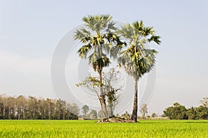 Two Sugar trees in the field