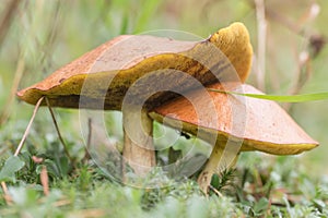 Two suillus close up