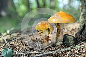 Two suillus grevillei edible forest mushroom