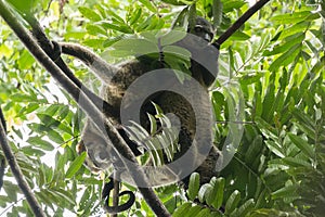 Two Sulawesi bear cuscus Ailurops ursinus in a tree in Tangkoko National Park, North Sulawesi.