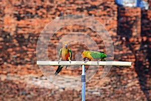 Two Sun Conure parrot birds